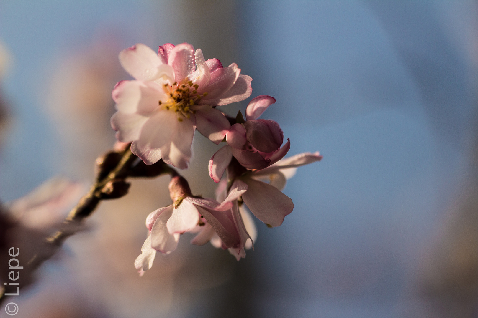 Blüte der jap. Kirsche