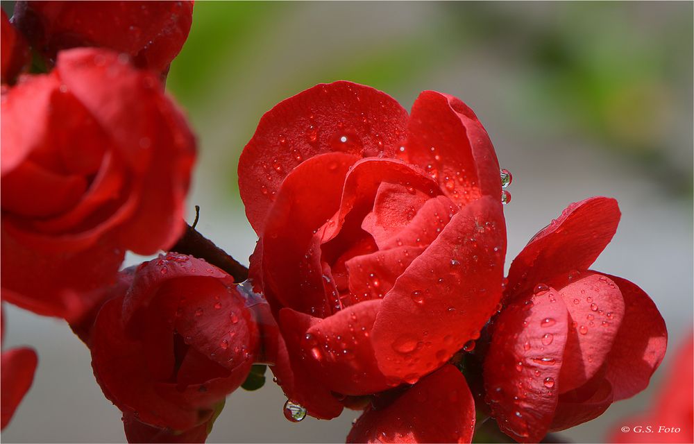 Blüte der jap. Zierquitte.......