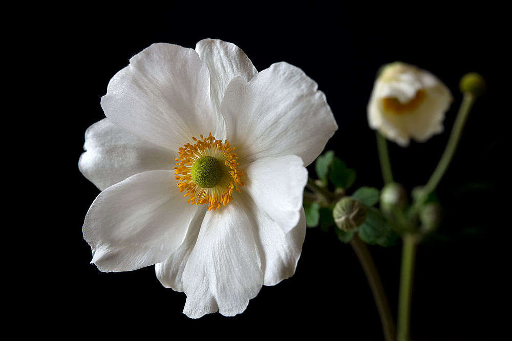 Blüte der Japanischen Herbst-Anemone