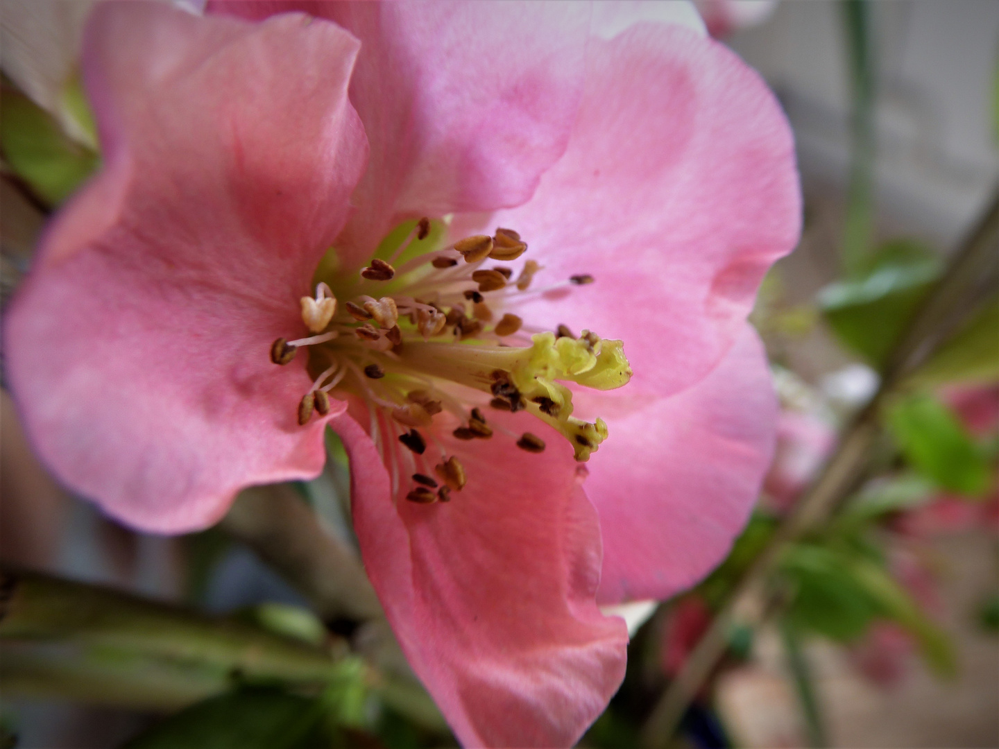 Blüte der Japanischen Quitte