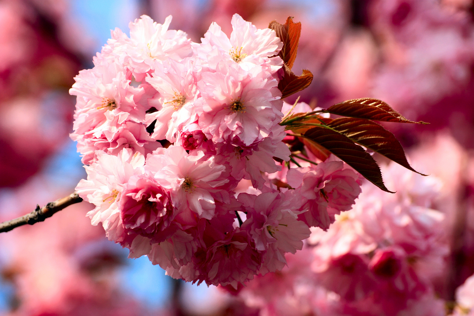 Blüte der japanischen Zierkirsche