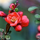 Blüte der Japanischen Zierquitte