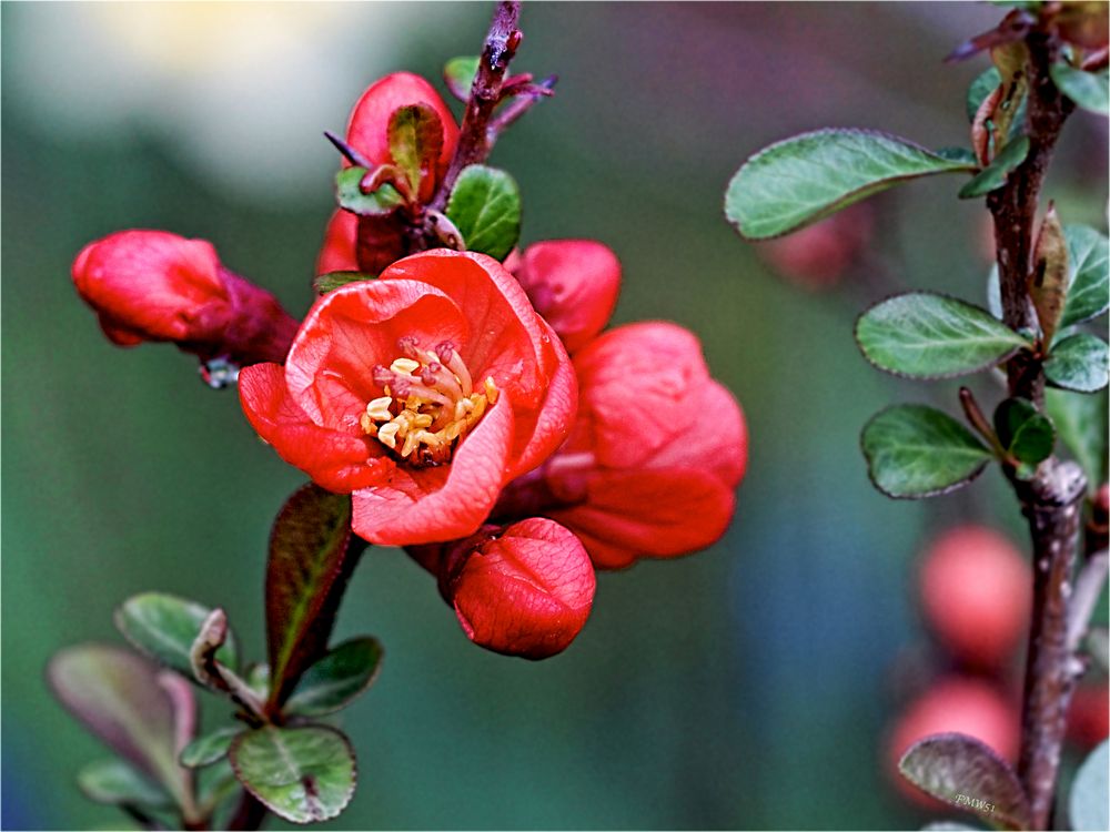 Blüte der Japanischen Zierquitte