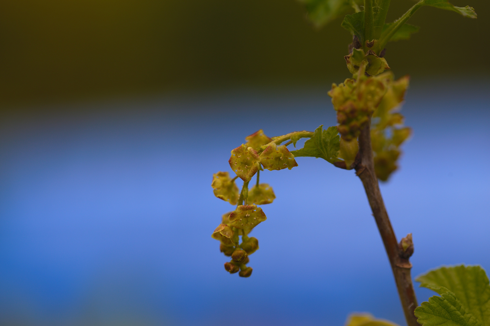 Blüte der Johannisbeere