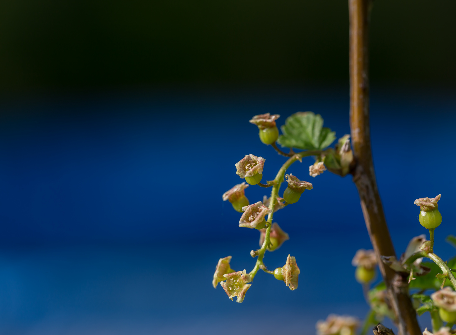 Blüte der Johannisbeere