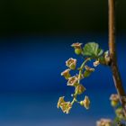 Blüte der Johannisbeere