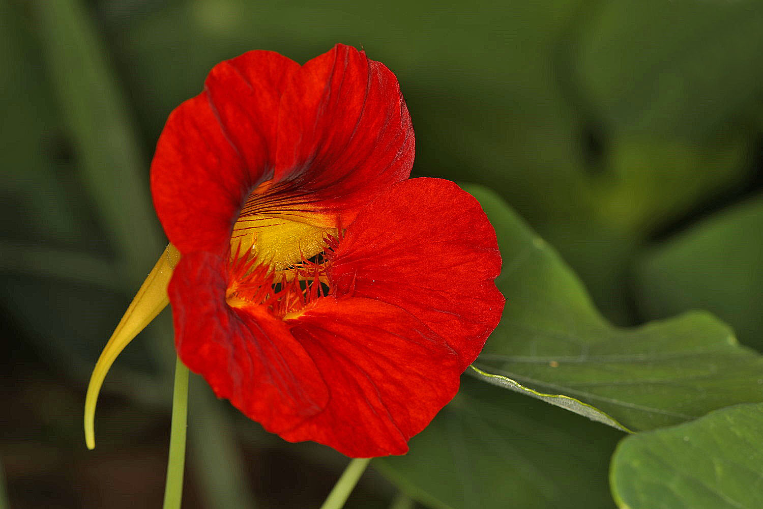 Blüte der Kapuzinerkresse