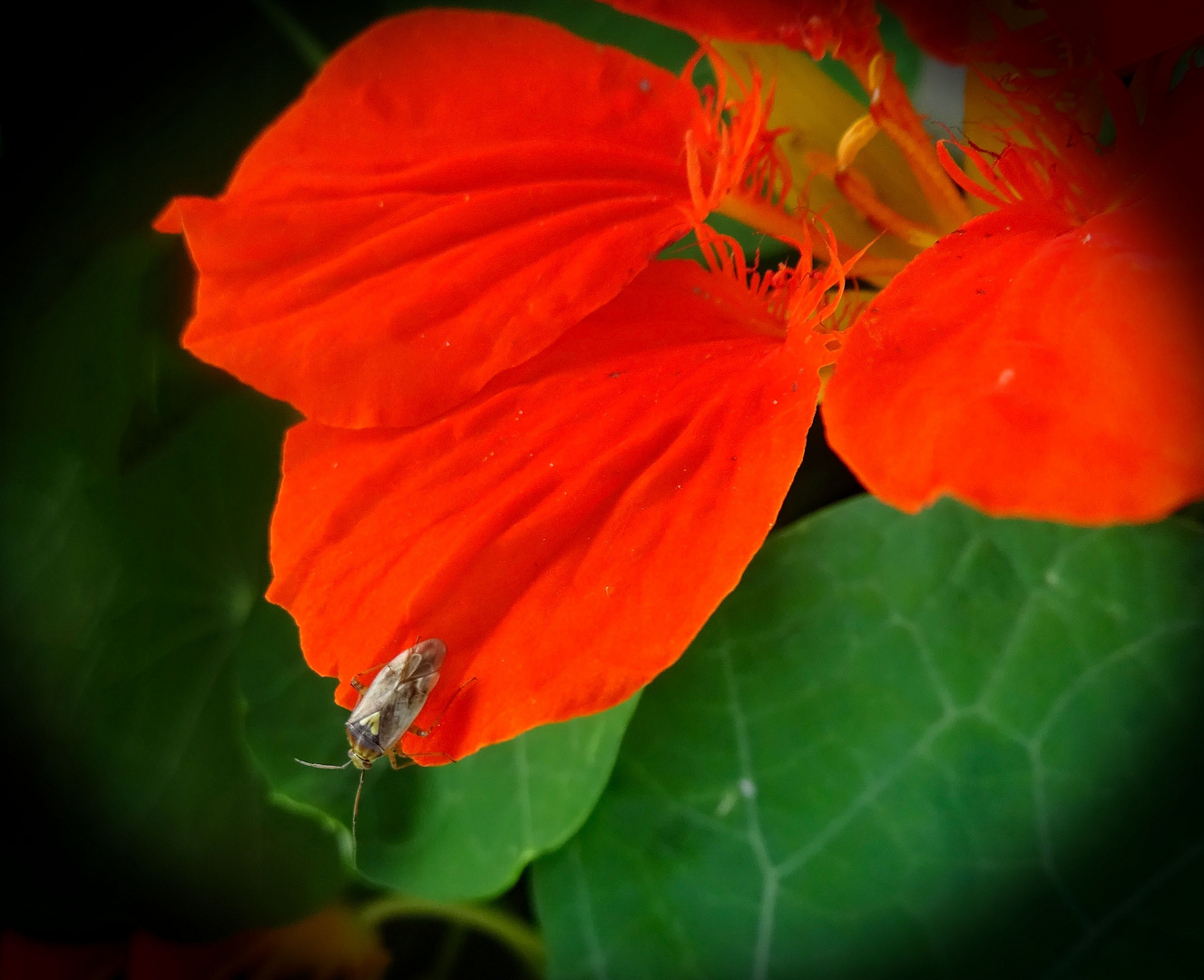 Blüte der Kapuzinerkresse hat Besuch