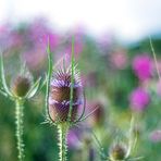  Blüte der Karde