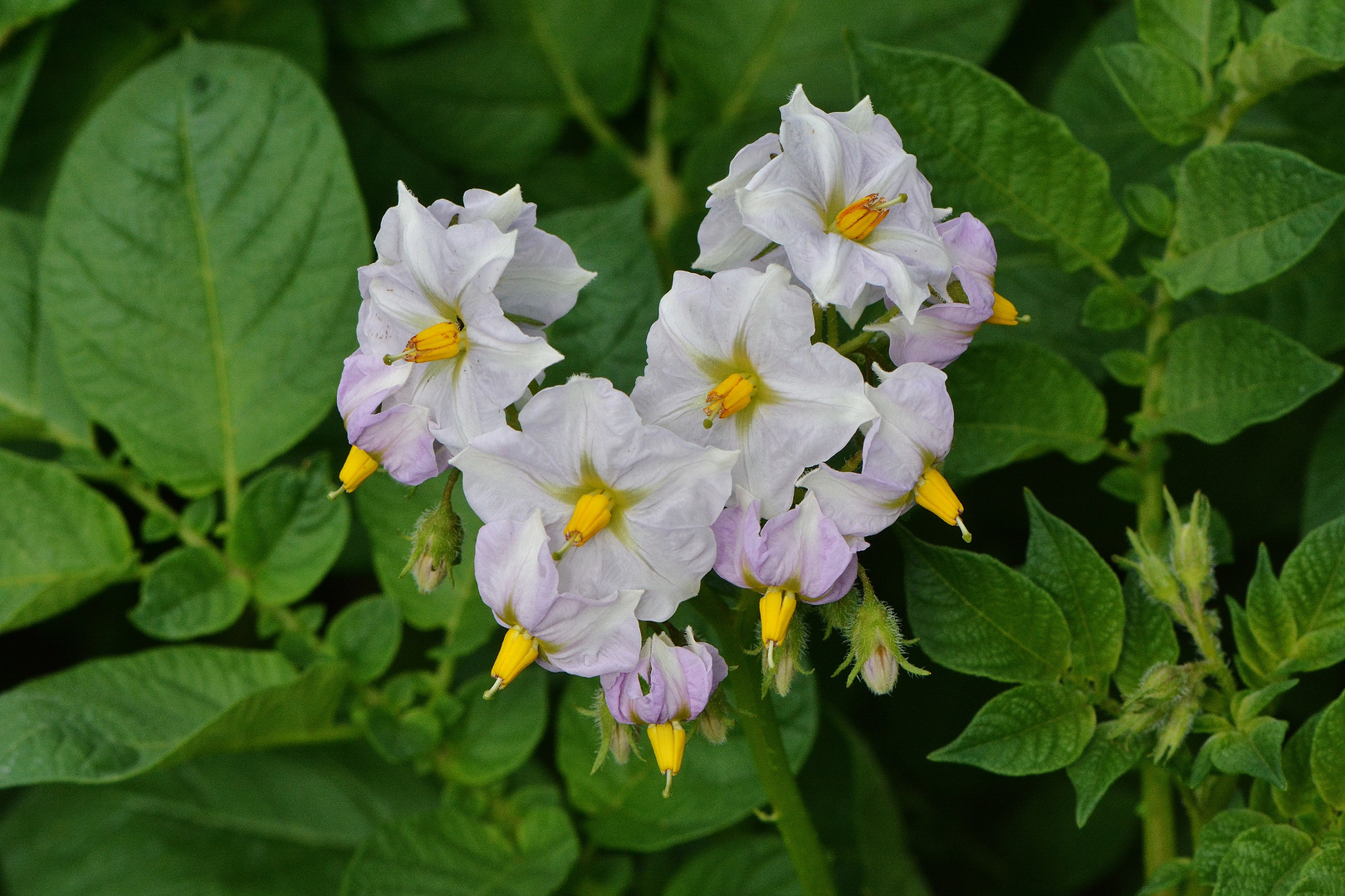 Blüte der Kartoffel, solanum tubberosum