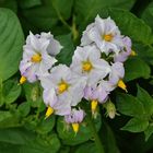 Blüte der Kartoffel, solanum tubberosum