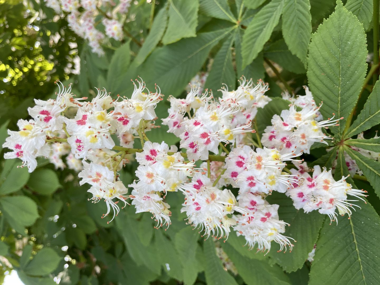 Blüte der Kastanie