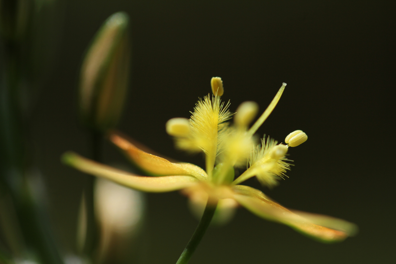 Blüte der Katzenschwanzpflanze