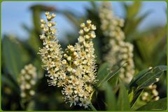 Blüte der Kirschlorbeere