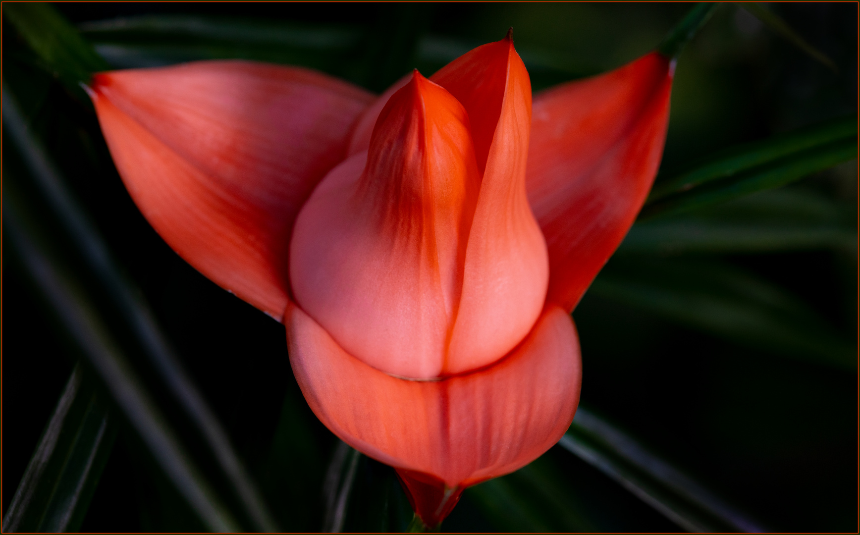 Blüte der Kletterschraubenpalme