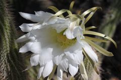 Blüte der Königin der Nacht