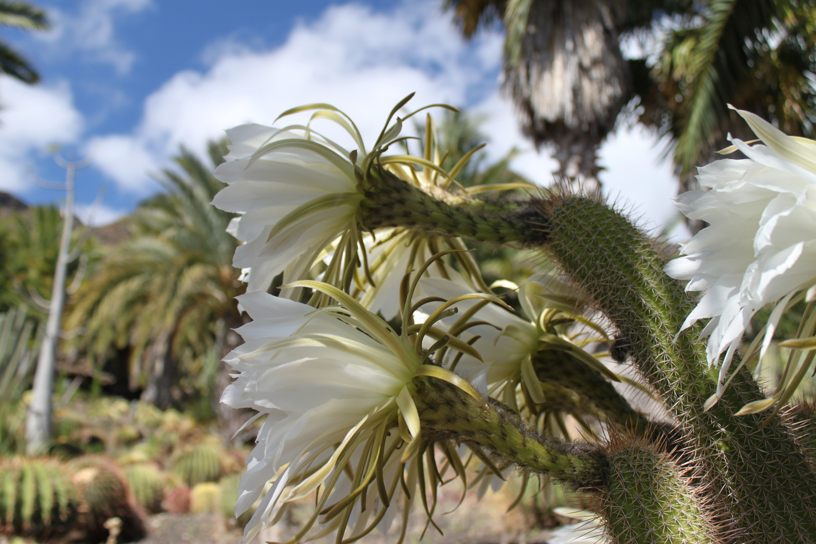 Blüte der Königin der Nacht