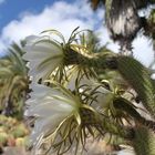 Blüte der Königin der Nacht