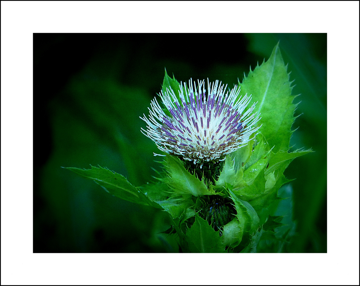 Blüte der Kohldistel