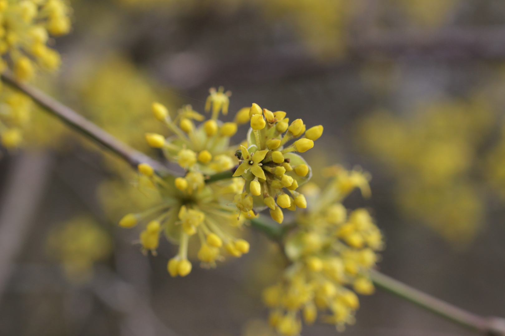 Blüte der Kornelkirsche