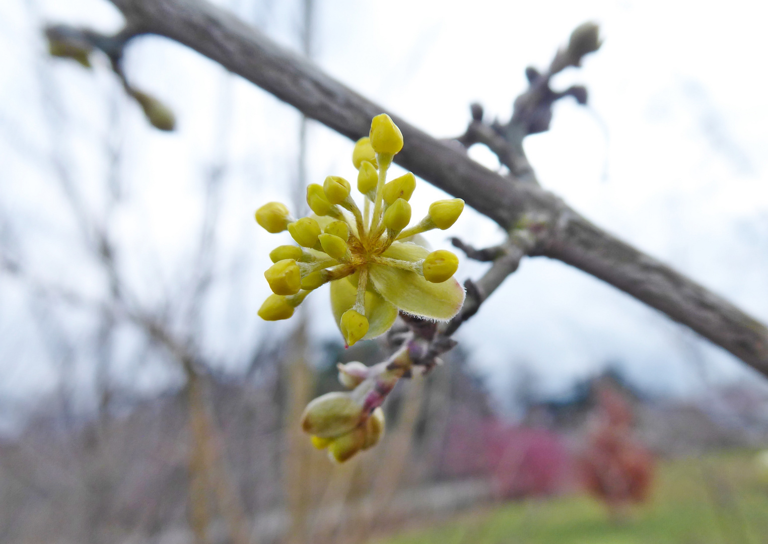 Blüte der Kornellkirsche