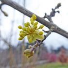 Blüte der Kornellkirsche