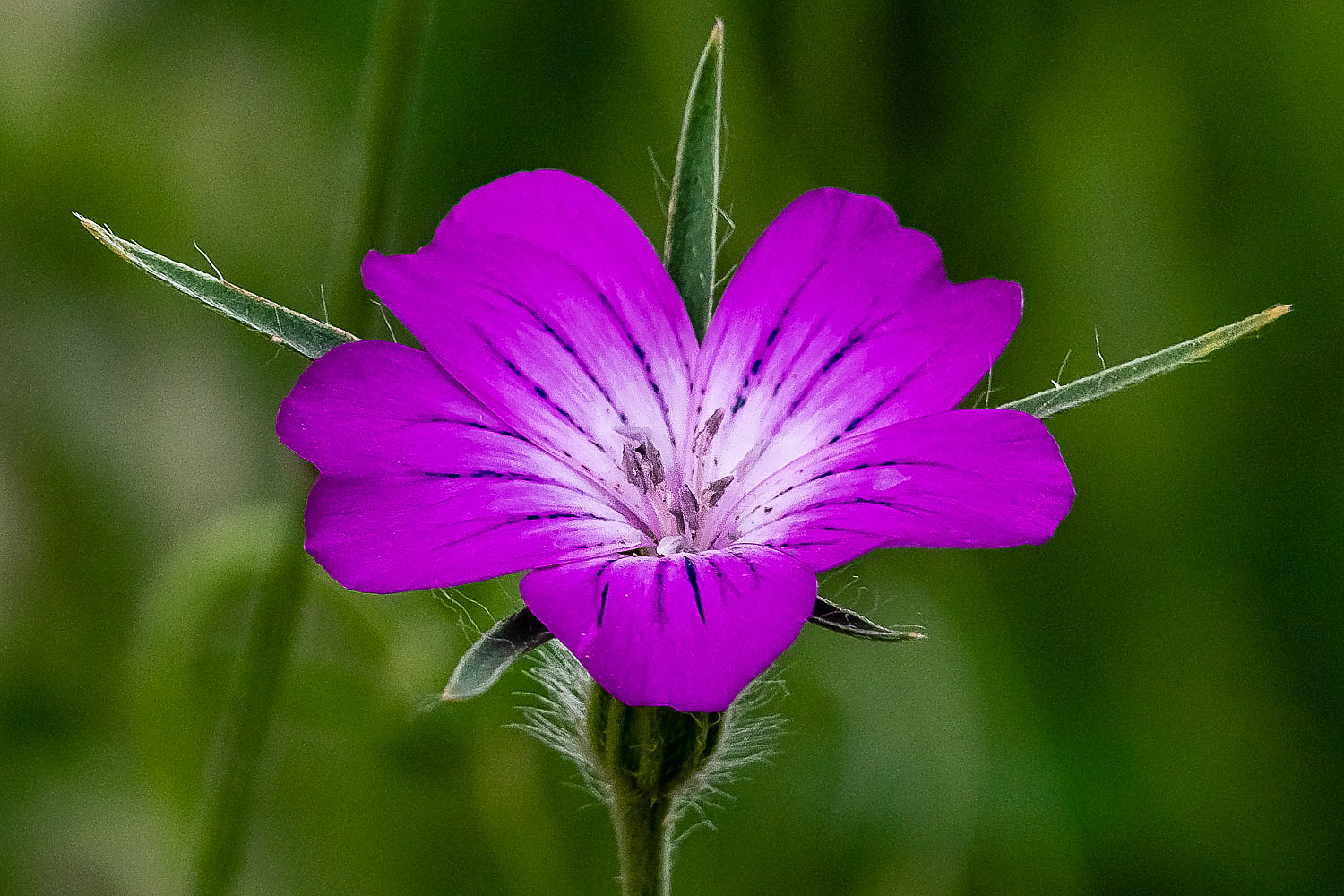 Blüte der Kornrade