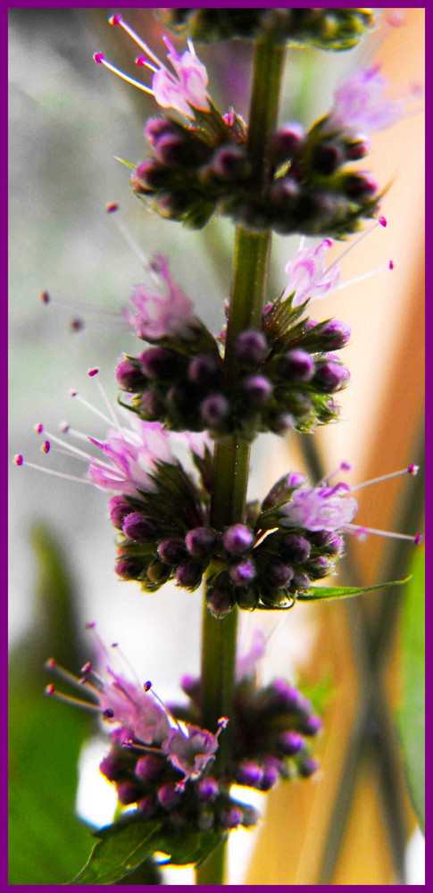 Blüte der kretischen Minze