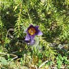 Blüte der Küchenschelle unter einem Wacholderbuschdach