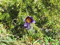 Blüte der Küchenschelle unter einem Wacholderbuschdach