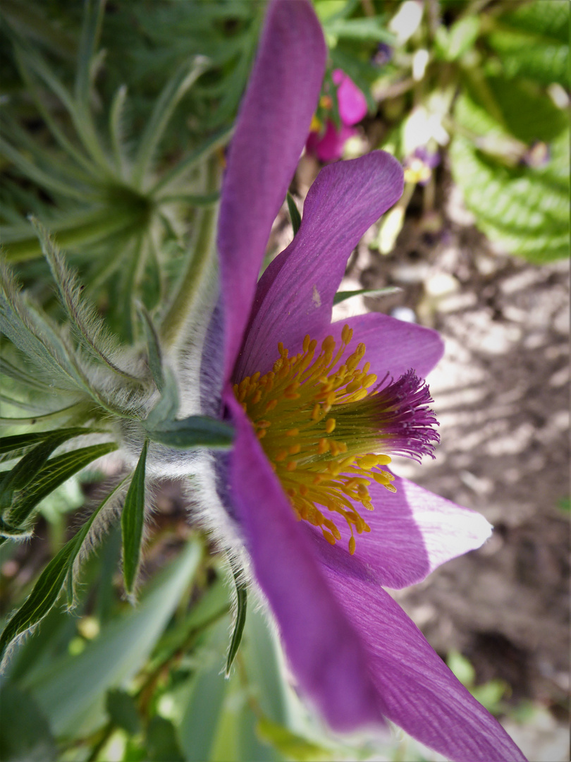 Blüte der Kuhschelle