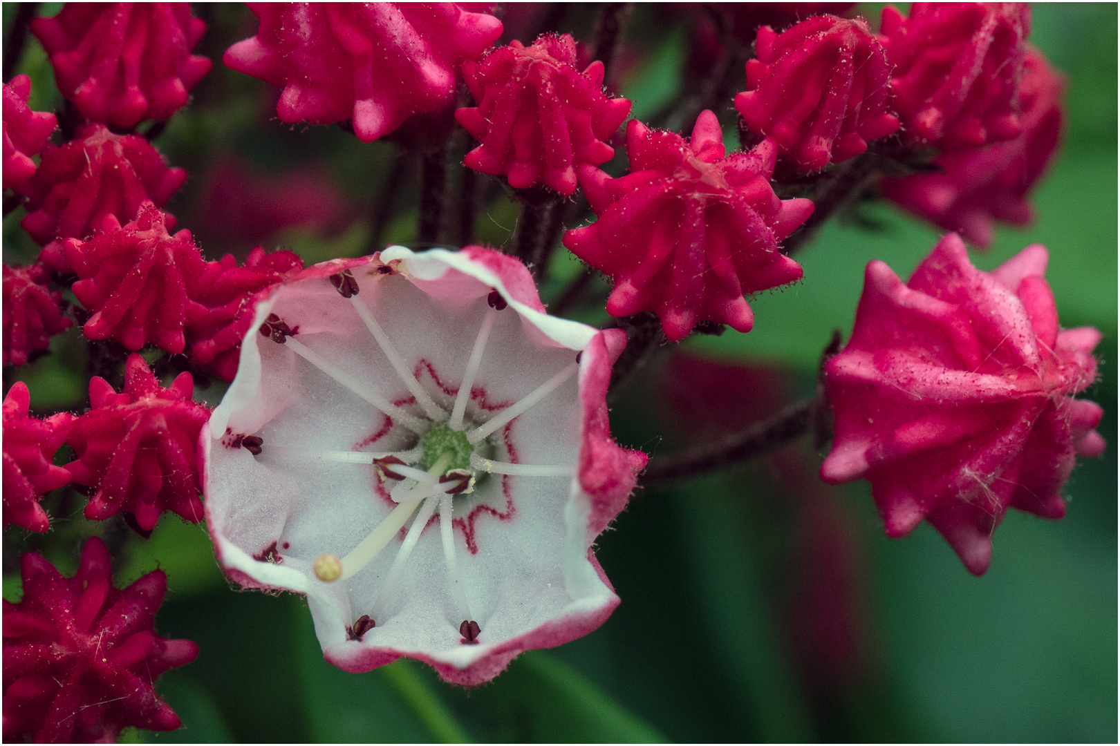 Blüte der Lorbeerrose - Kalmia latilolia -