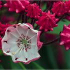 Blüte der Lorbeerrose - Kalmia latilolia -