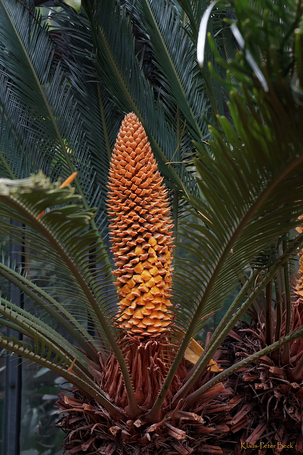 Blüte der männlichen Sago Palme