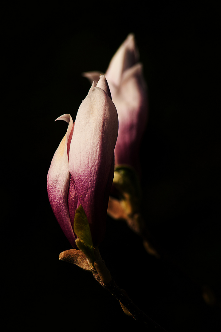 Blüte der Magnoilie