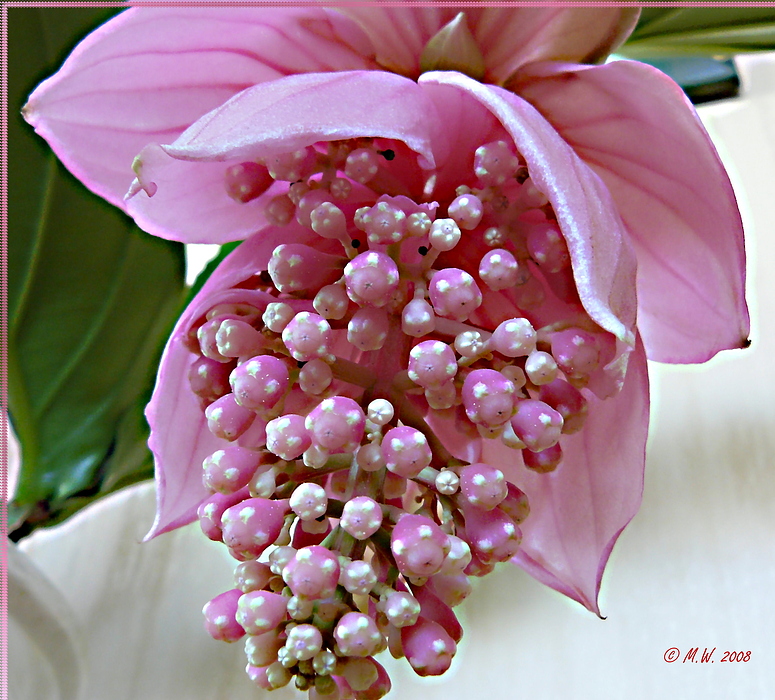 Blüte der Medinilla Magnifica