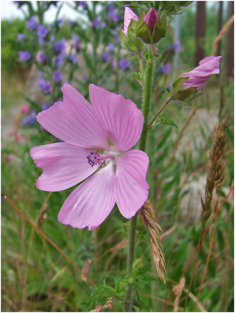 Blüte der Moschus- Malve