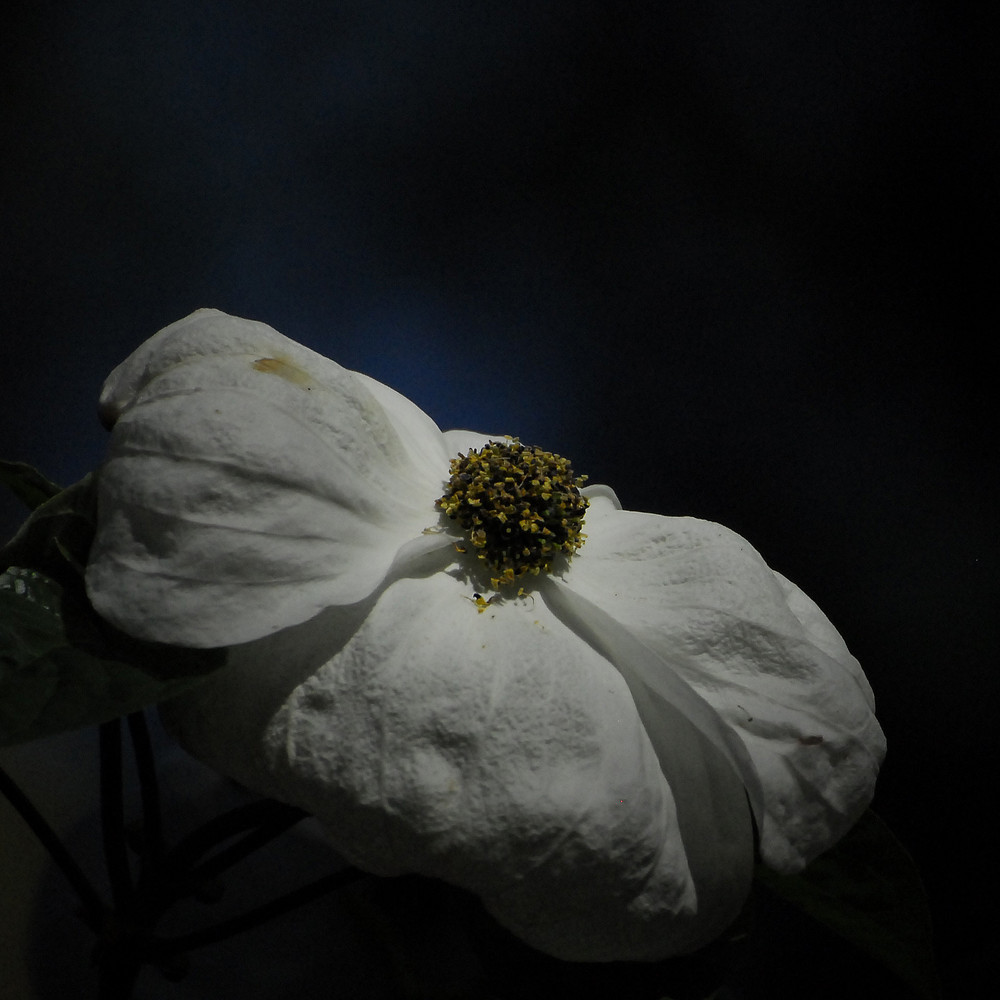 blüte der nacht