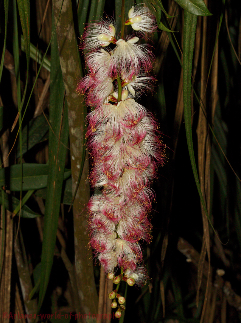 Blüte der Nacht