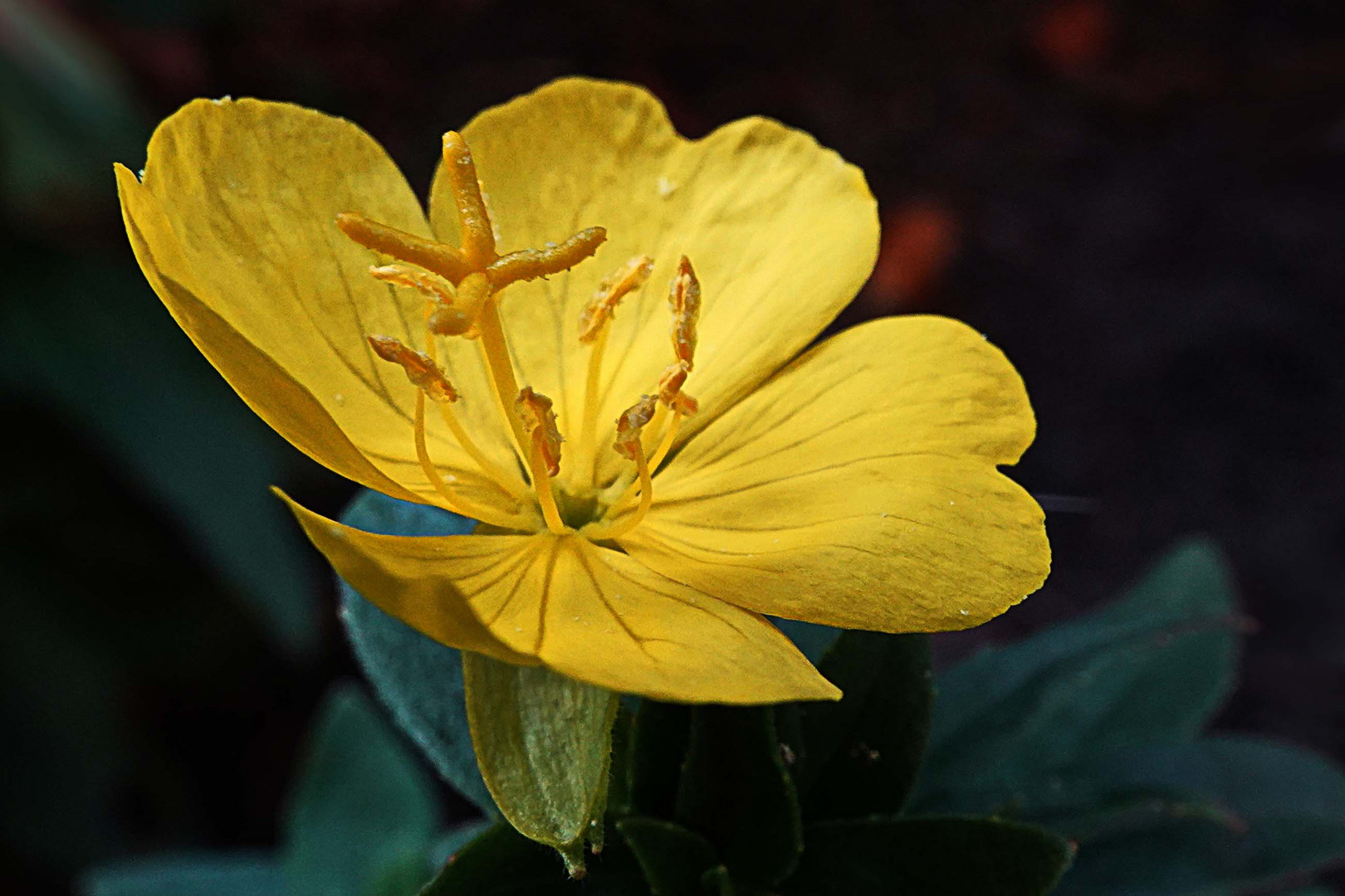 Blüte der Nachtkerze