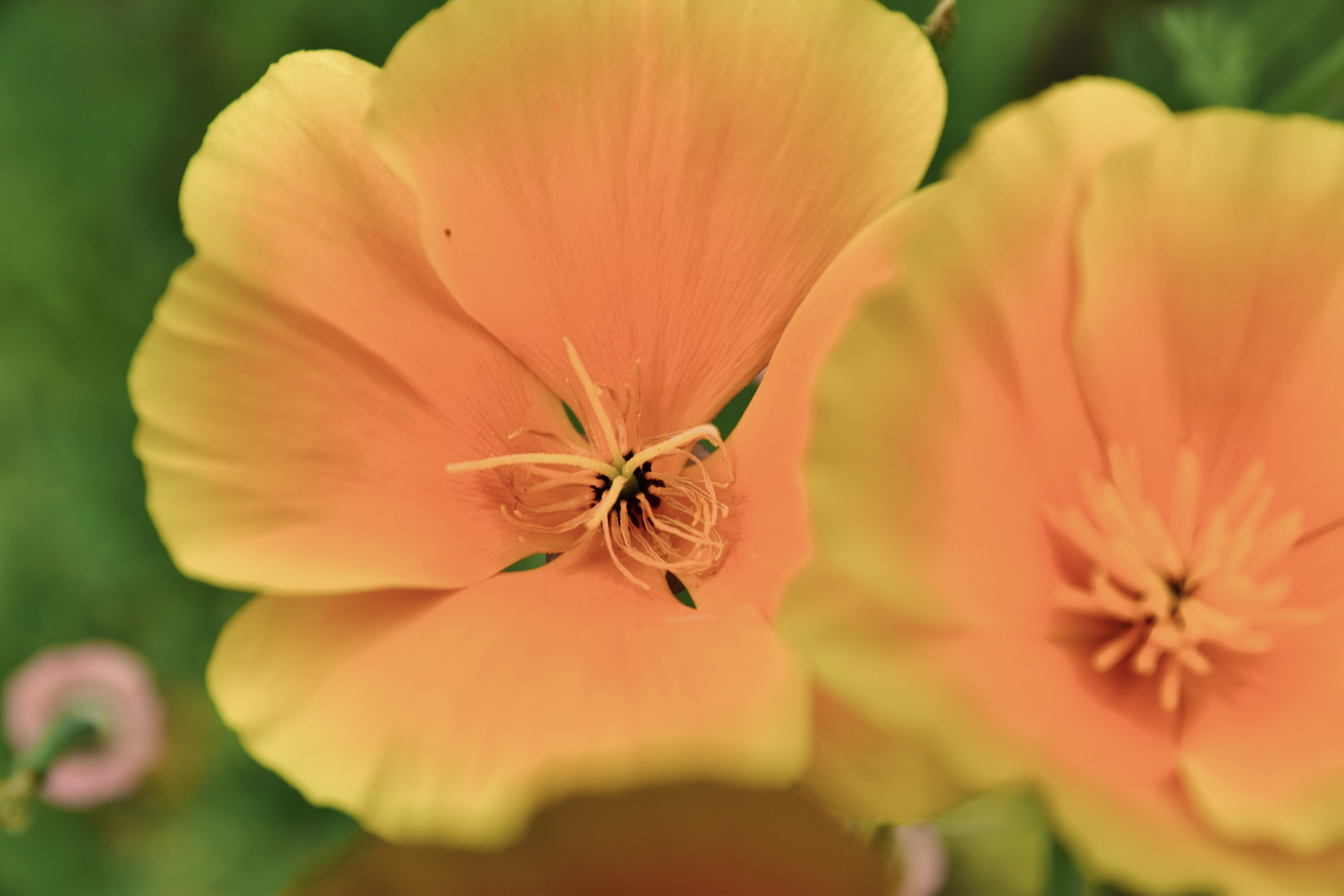 Blüte der Nachtkerze