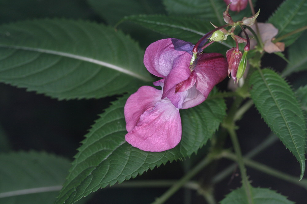 Blüte der Natur