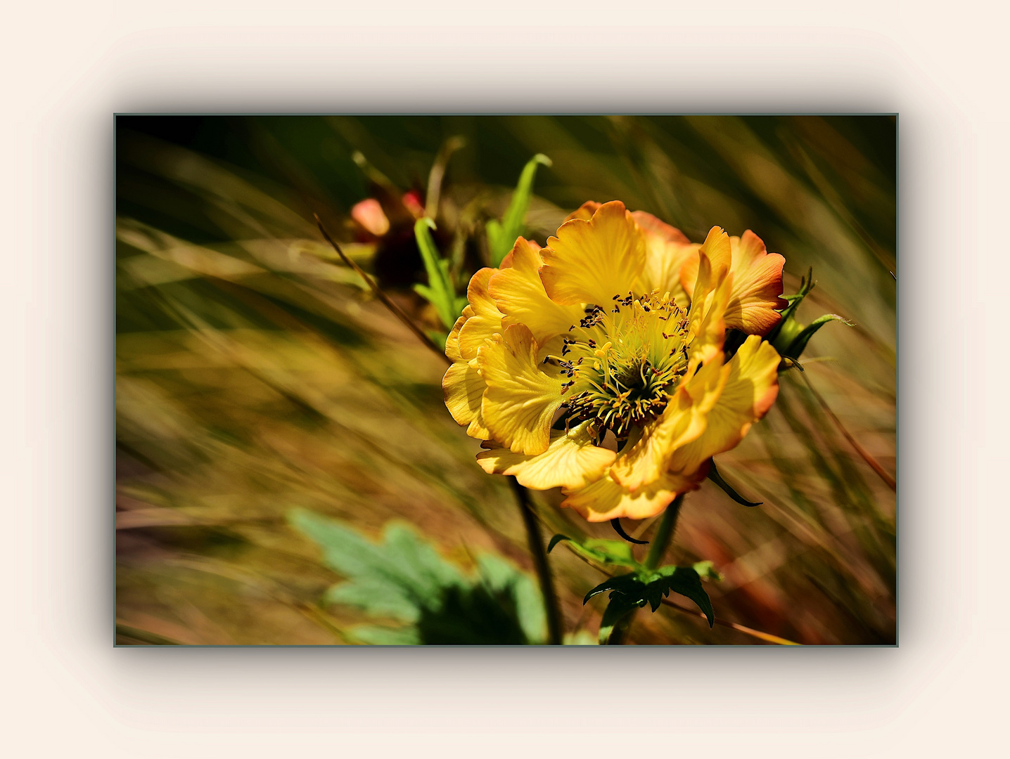 Blüte der Nelkenwurz