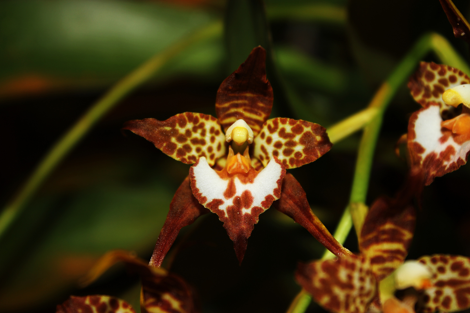 Blüte der Odontoglossum cordatum