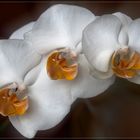 Blüte der Orchidee Phalaenopsis weiß.