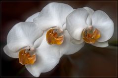 Blüte der Orchidee Phalaenopsis weiß.