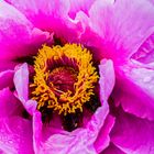 blüte der paeonia suffruticosa nach dem regen