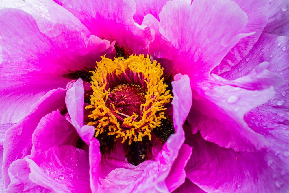 blüte der paeonia suffruticosa nach dem regen