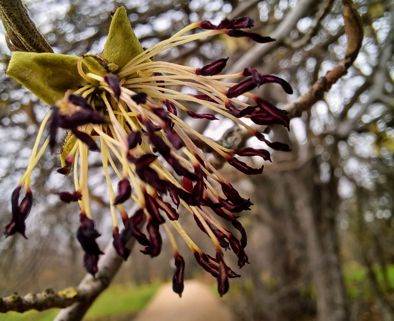 Blüte der Parrotia persica