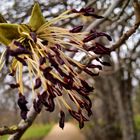 Blüte der Parrotia persica